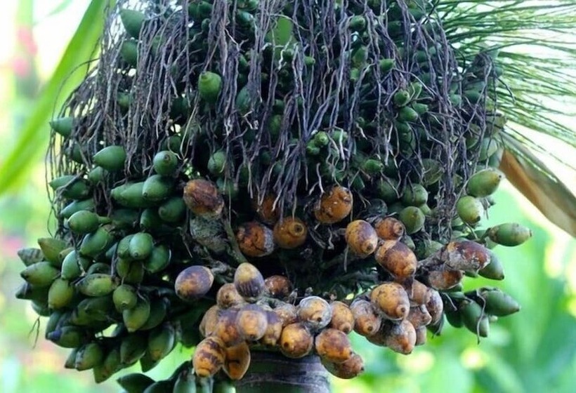 هتل Clair De Lune