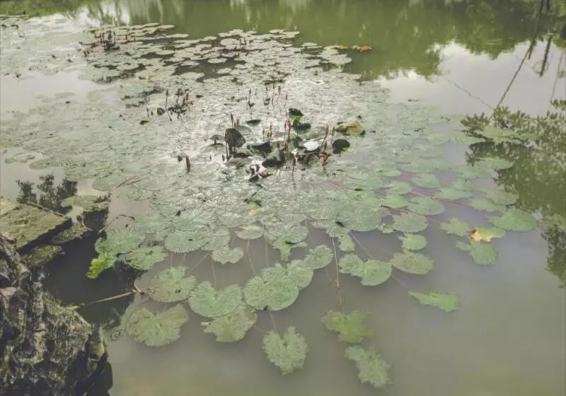 هتل Tam Coc Rice Fields Resort