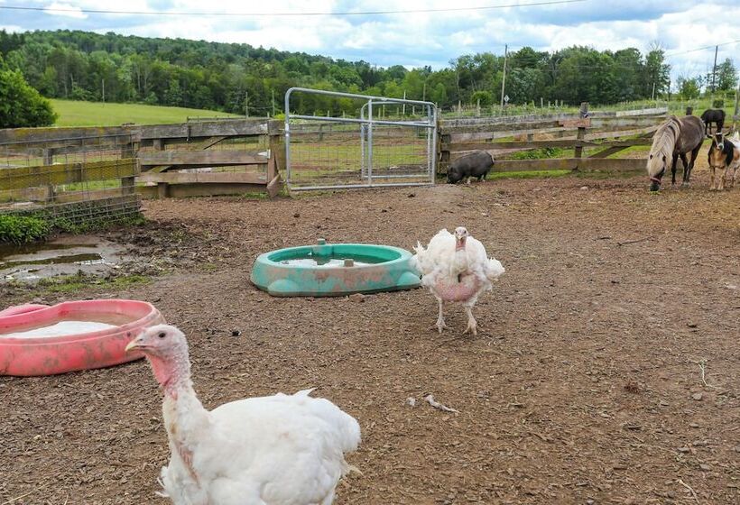 Honesdale Cabin: 110 Shared Acres, Animal Rescue!