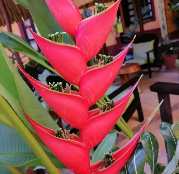 ホテル La Cabaña