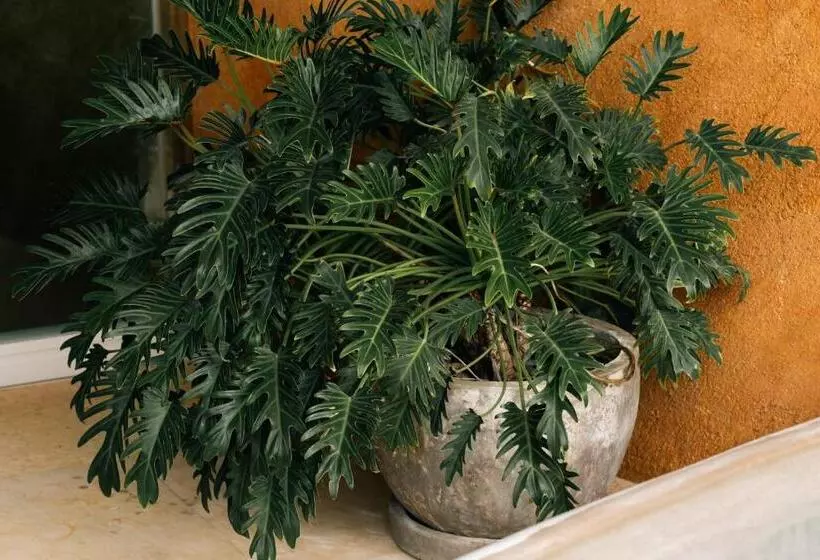 Armadillo Living Villas