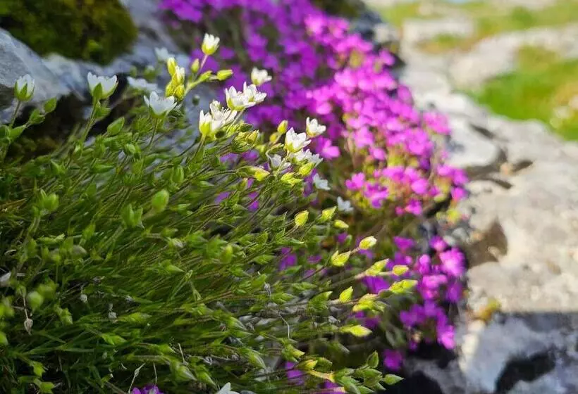 ホテル Picasso Chambre Privée Le Refuge Du Phoenix