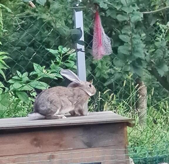 هتل Soba Tete Tile