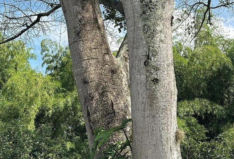 Pension El Cambuche Cafetero