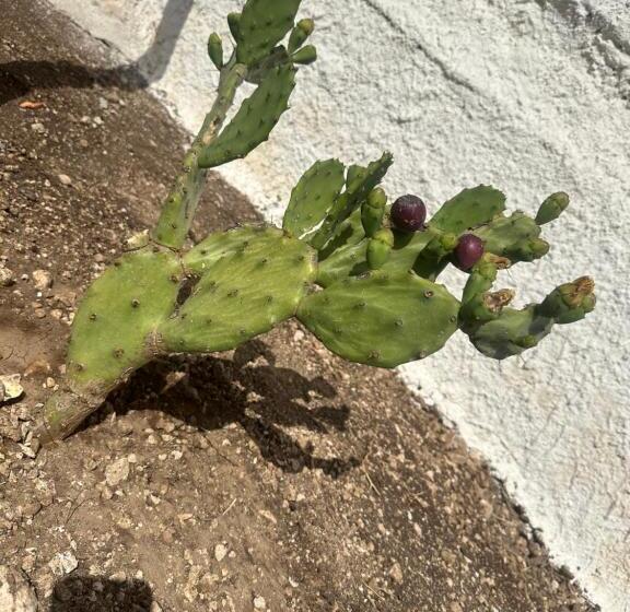 مبيت وإفطار Villa Monte Sereno