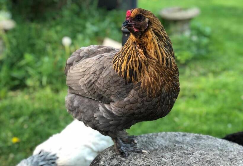 Bed and Breakfast Le Clos Des Songes