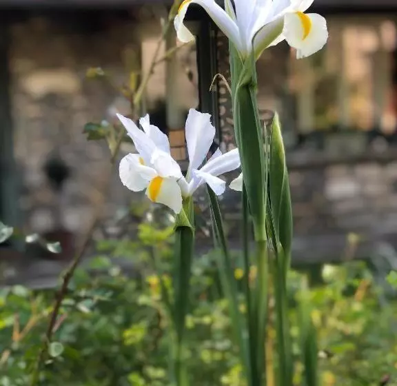 Aamiaismajoitus (B&B) Le Clos Des Songes