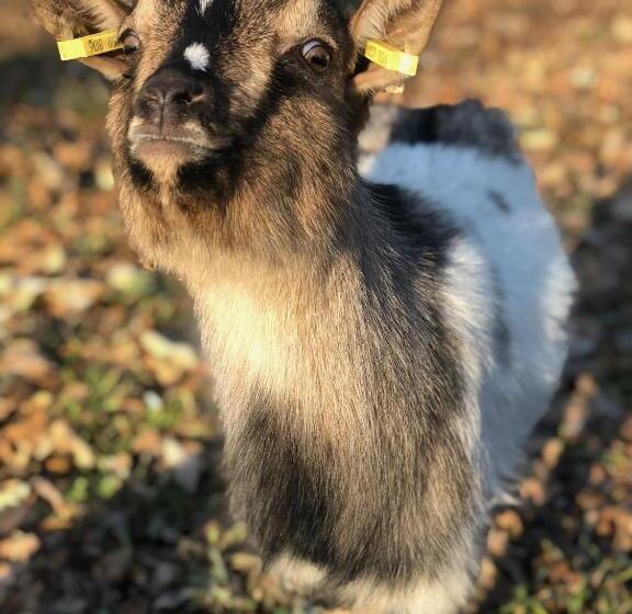 Bed and Breakfast Le Clos Des Songes