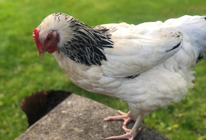 Bed and Breakfast Le Clos Des Songes