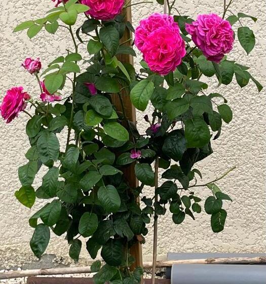 膳宿费 Chambre De Cottage