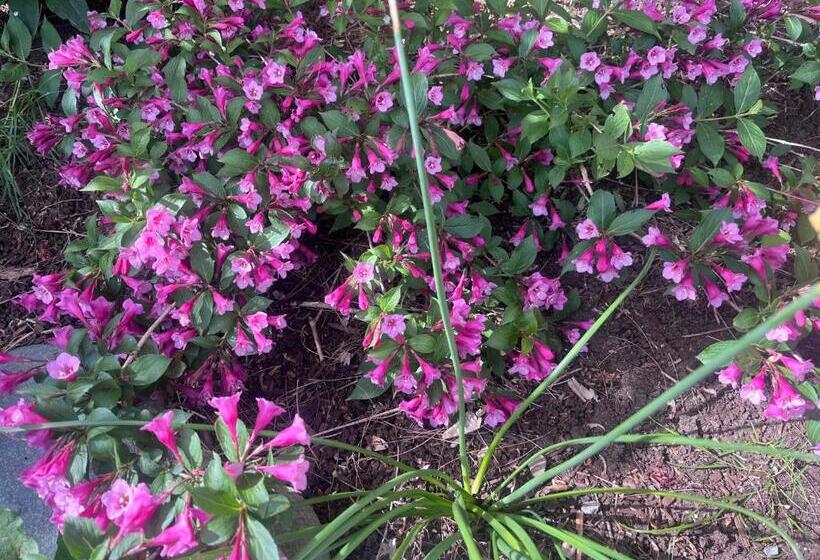 Panzió Oasis Guesthouse