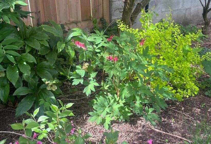 Panzió Oasis Guesthouse