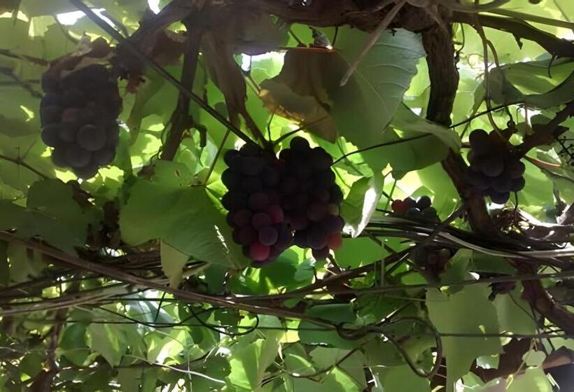 ユースホステル Carvalho S B&b