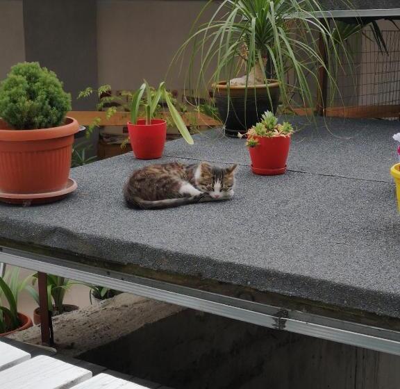 膳宿费 Guest House Petrovi