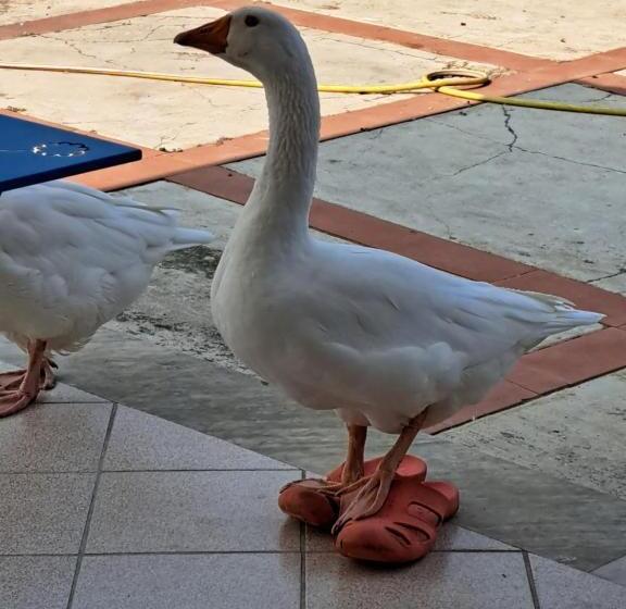 膳宿费 Villa Alba