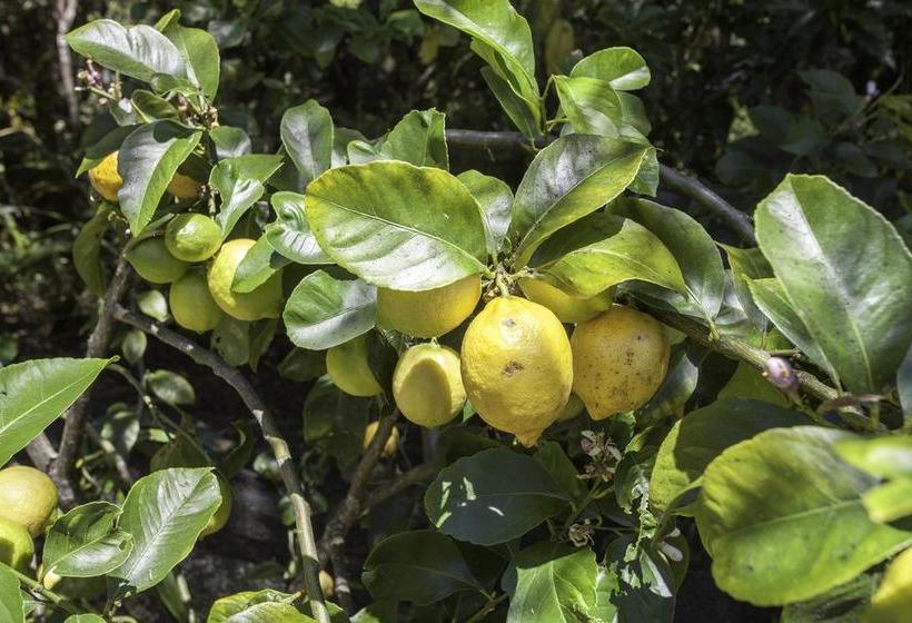 ベッドアンドブレックファースト Buffalo Lodge