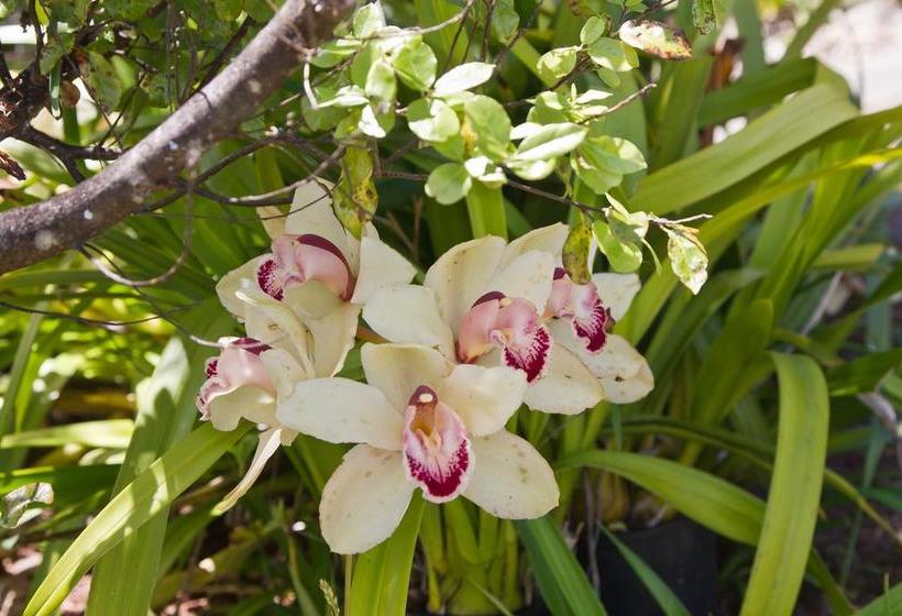 ベッドアンドブレックファースト Buffalo Lodge