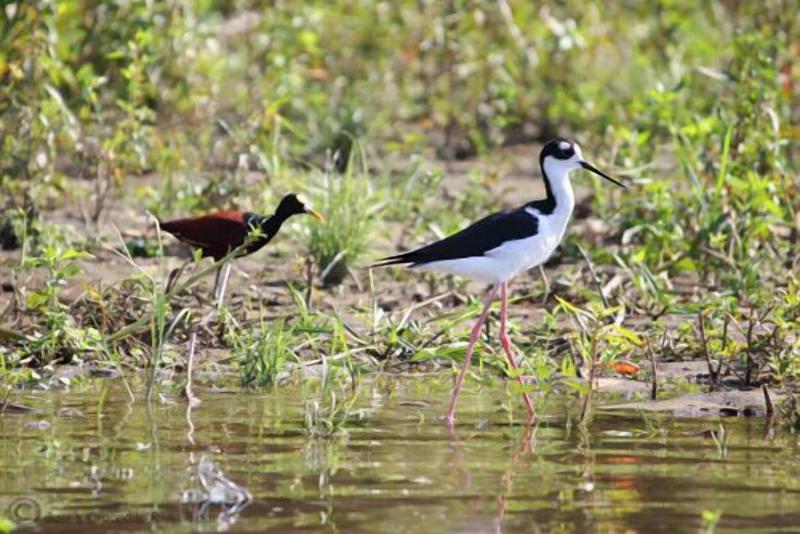 호텔 Restaurante Carara