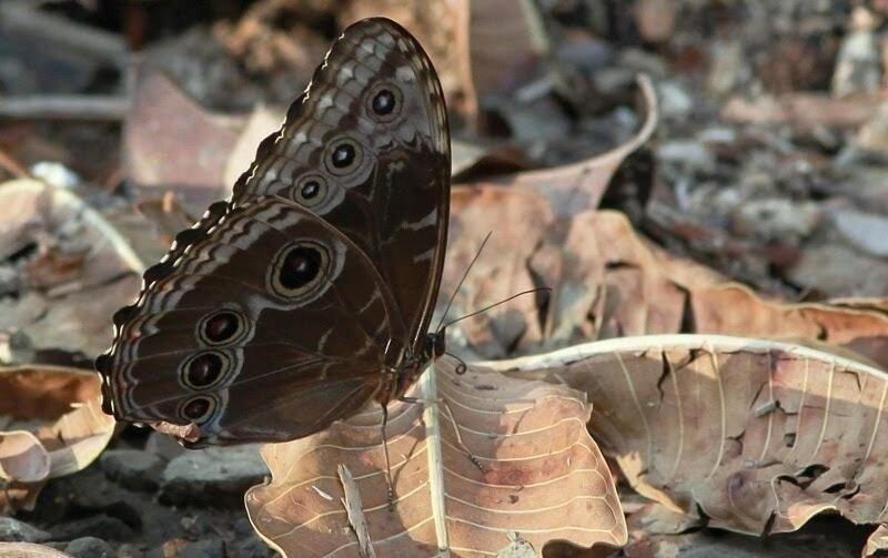 호텔 Restaurante Carara