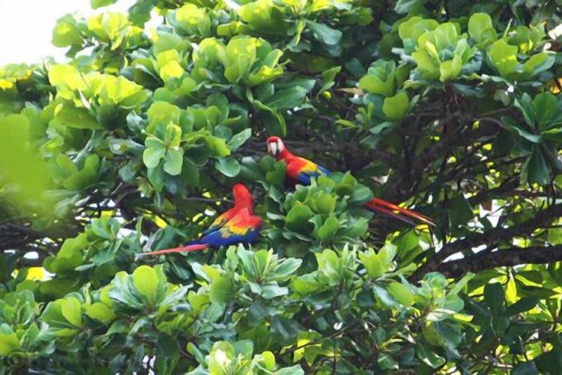 호텔 Restaurante Carara