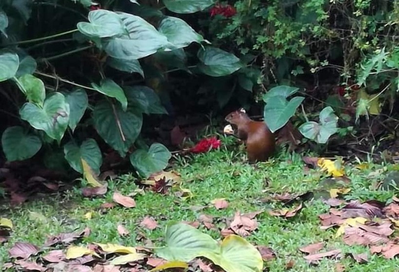 هتل Tangara Arenal