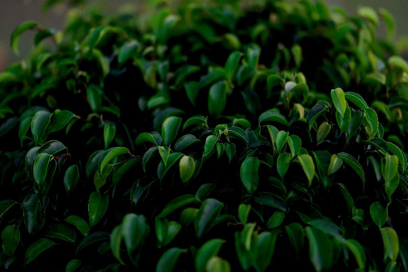 Hotel The Restfo Pench Tiger Resort