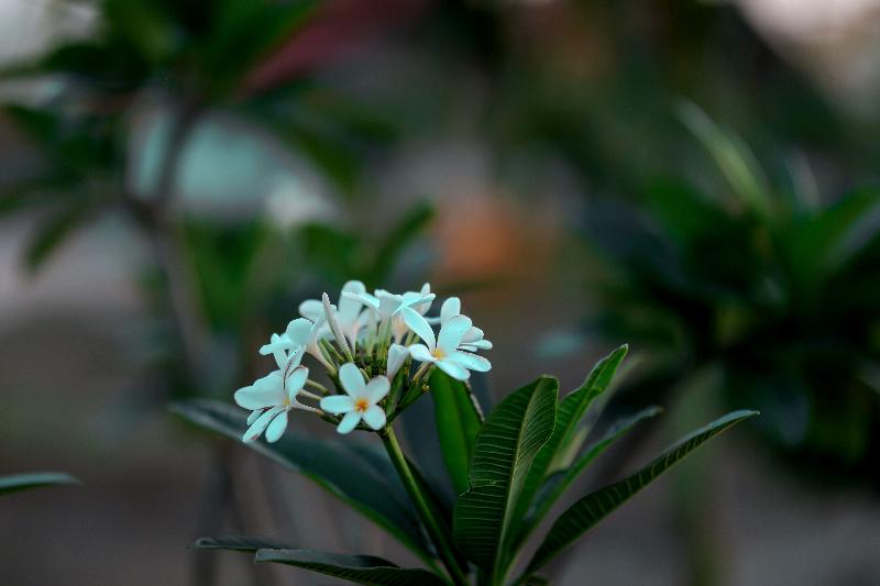 Hotel The Restfo Pench Tiger Resort