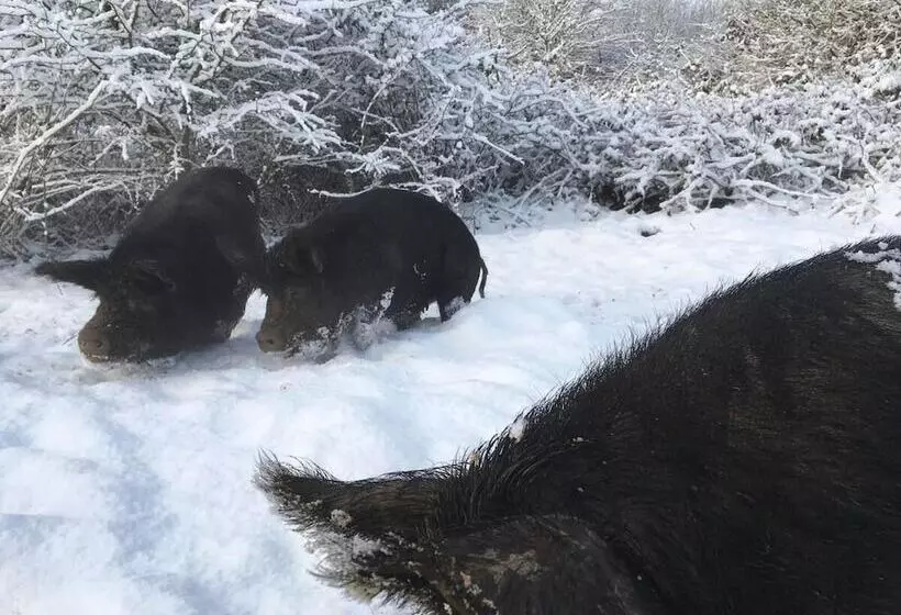 Countryside Cottage Retreat At Ty R Cwm Farm