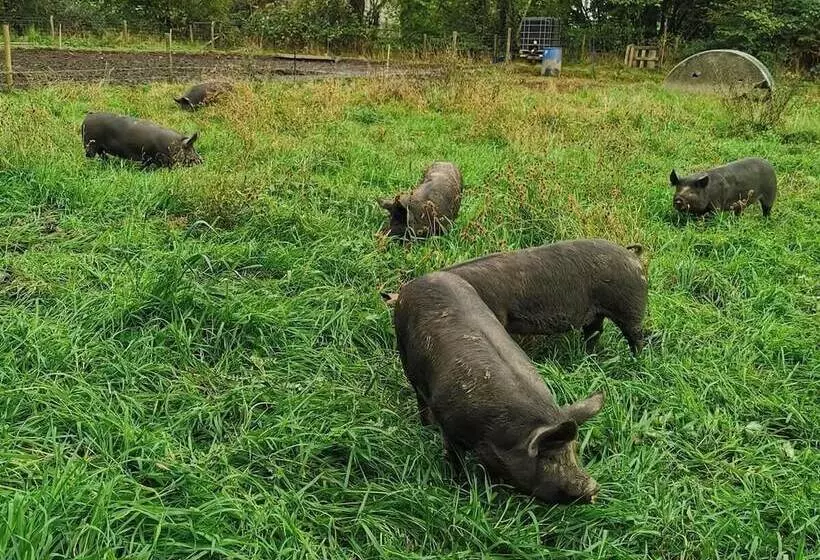 Countryside Cottage Retreat At Ty R Cwm Farm