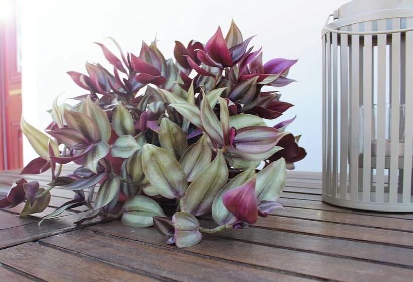 Пансион Iris  Garden Rooms