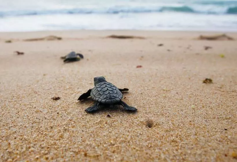 リゾートホテル Turtle Sands