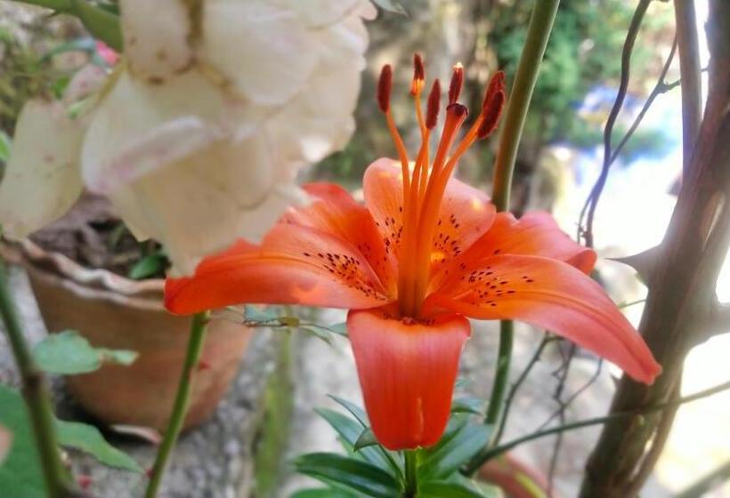 Курорт Sarovar Inn