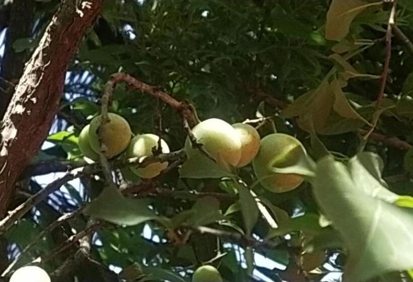 Курорт Sarovar Inn