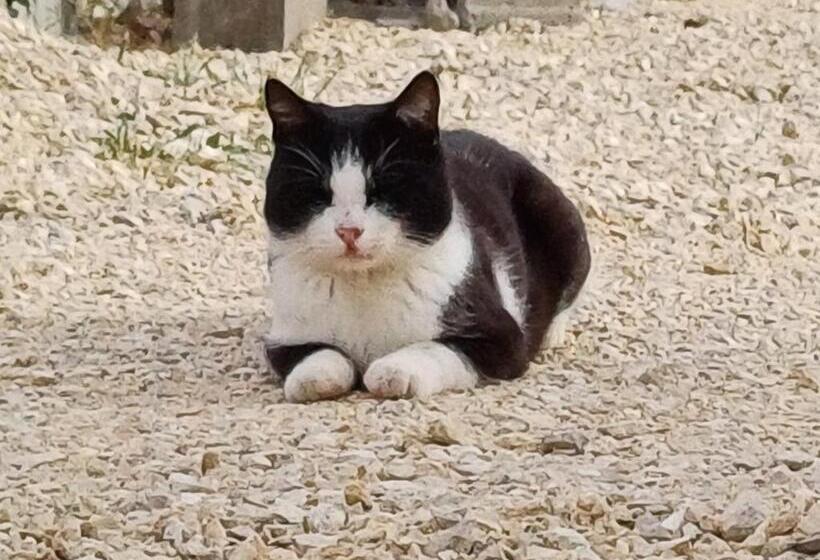 تختخواب و صبحانه Il Doganiere