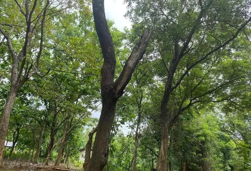 ホテル Sigiri Treehouse