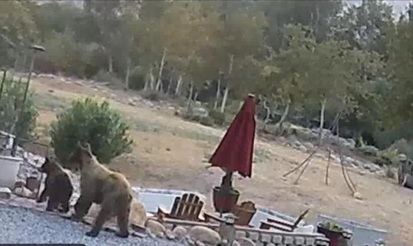 Hotel Sequoia River Front Cabins