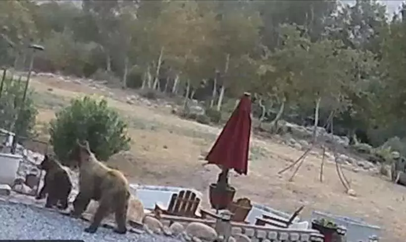 Hotelli Sequoia River Front Cabins