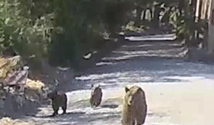 Hotelli Sequoia River Front Cabins