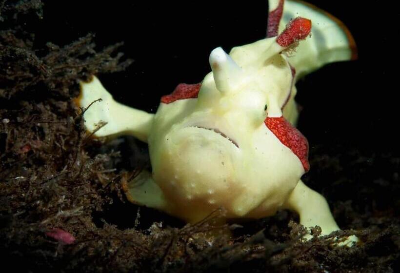 Gracey Dive Resort And Restaurant