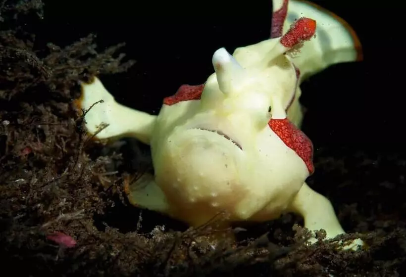 Gracey Dive Resort And Restaurant