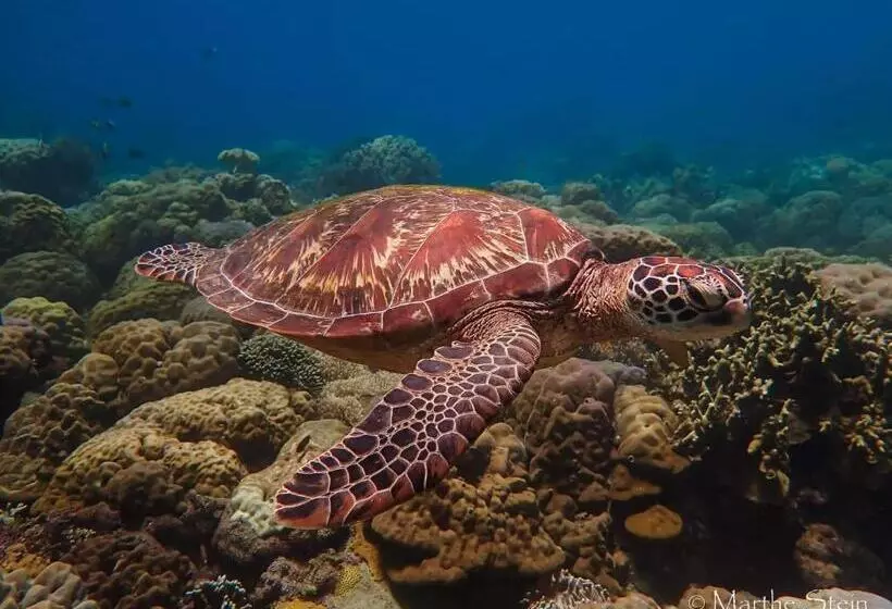 Gracey Dive Resort And Restaurant