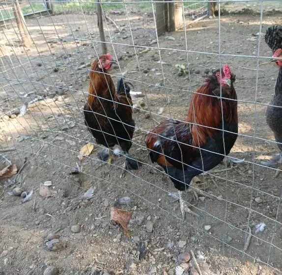 ホテル Tenuta Vitale   Azienda Agricola Multifunzionale