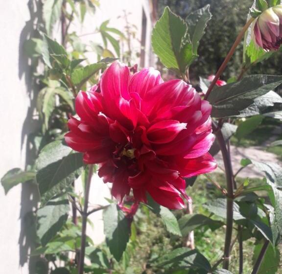 پانسیون Guest House Pangani