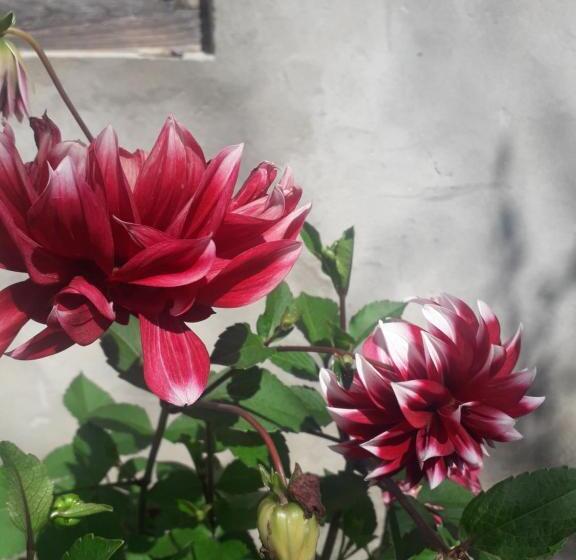 پانسیون Guest House Pangani