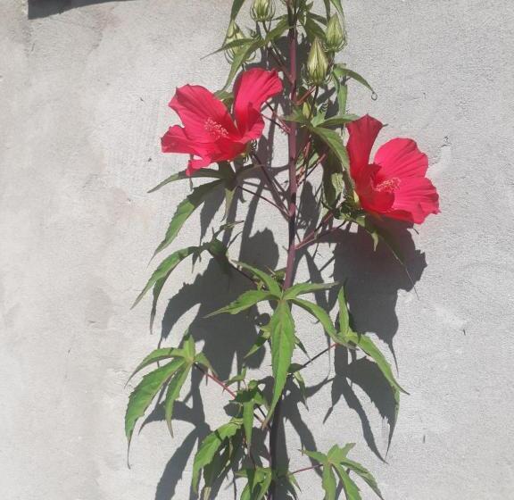 پانسیون Guest House Pangani