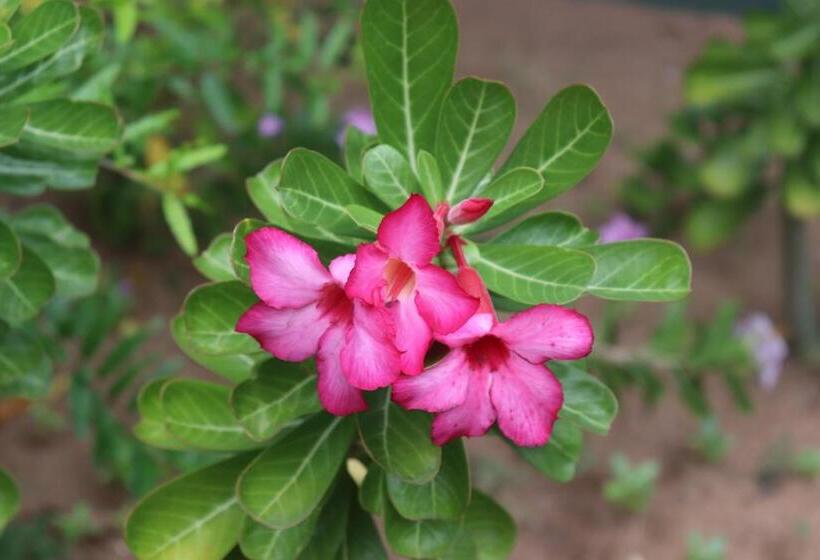 هاستل Sun Wind Beach Kalpitiya Kite Resort