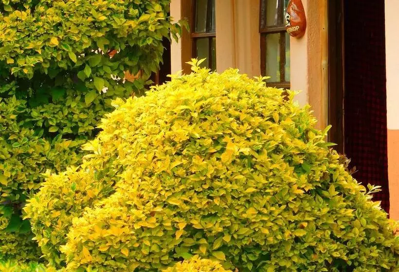 Kivu Resort