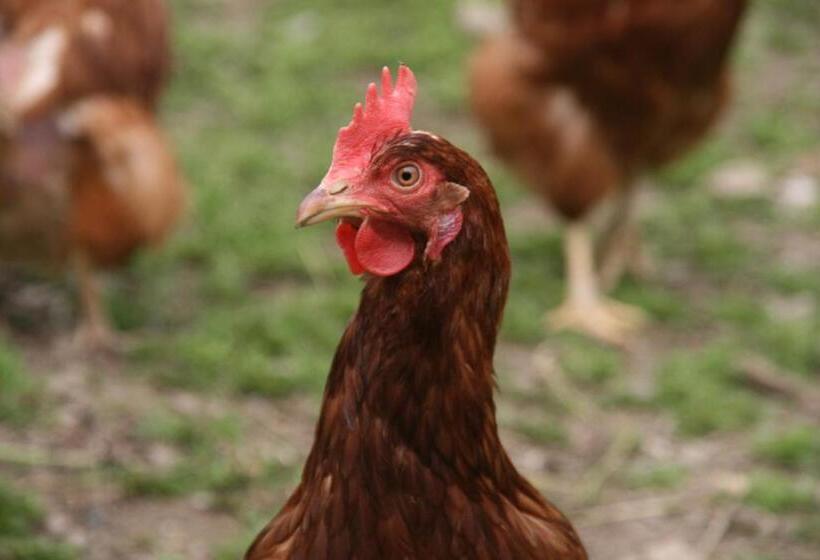 Отель Garni Angerer