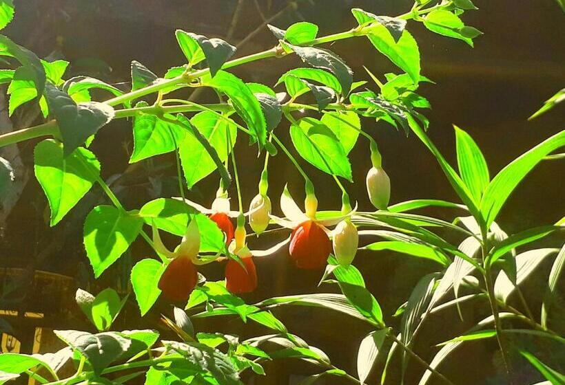 هتل Posada Papa Chepe