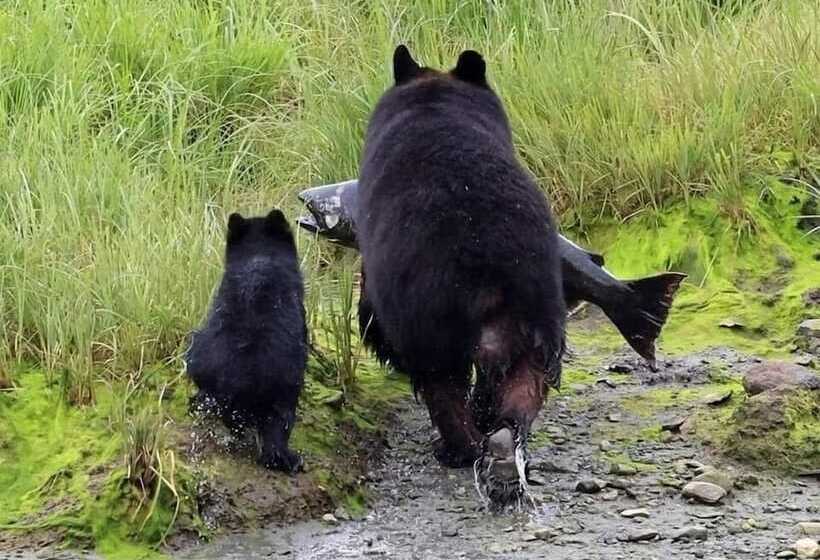 Bed & Breakfast Guesthouse Austria